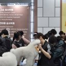 애견미용 이미지