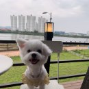 포리애견 이미지