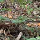 호수산장 | 여름에 가기좋은 시원한 호수산장캠핑장 후기