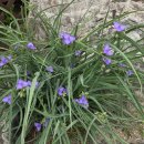 에덴-가 이미지