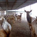 가좌사슴 이미지