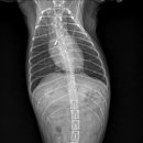 센트럴동물병원 이미지