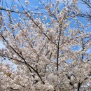 배방읍 장재로 | [국내/아산 맛집] 천안아산역 근처 아산 배방읍 짬뽕 맛집 내돈내산 솔직후기 '직화맛집차돌짬뽕'