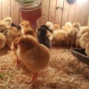 한신부화장 이미지