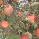 농업회사법인 금산로컬푸드(주) 이미지