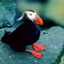 【에토피리카(Tufted Puffin)】 「'아름다운 부리'"오이란도리 (기녀 새)"」 이미지