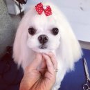 아담스펫살롱 이미지