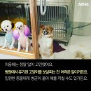 동물병원 앞 이미지