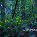 4월 숲속 노란색 여왕 피나물 야생화!! 이미지