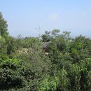 중기 효자숲 이미지