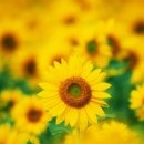 행복 빛으로부터 이미지