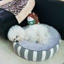 슈가독살롱 이미지