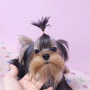 루시드 리엔 이미지