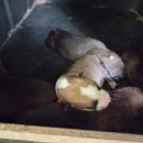 바둑이연구소 이미지