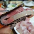 완도회수산 네이버블로그