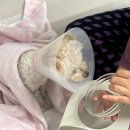 조규만외과동물병원 이미지