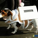 애견스케치 이미지