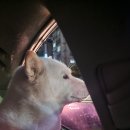 하린통닭 이미지