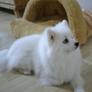 하얀강아지 이미지