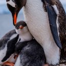 금주 최고의 야생동물 사진: 멧밭쥐, 햇볕을 쬐는 하마, 배고픈 백로 이미지