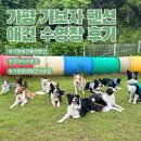 가평가보자독채애견풀빌라수영장 | [가평 애견동반 가보자 펜션]애견 운동장 / 수영장 후기