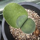 프로스 이미지