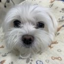 해뜨는 동물병원 이미지