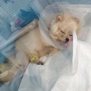 제일동물병원 이미지