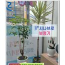 현풍로 | 소음 속 선명한 음성! 대구 현풍보청기 달성군보청기 시나브로보청기 맞춤 후기