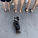 원촌동 솔로몬 파크 버스정류장 | 2023. 7. ~ 8. 토론토&amp;뉴욕 여행(9)