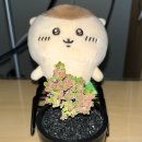 고운다육 - 영주시 한정로150번길 46 | 4년생 탠저린 글로보섬 배송부터 화분엎기 식등 물주기 다시살리기까지
