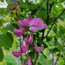 아카시아민박 이미지