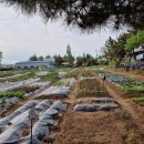 늘푸른소리 농장 이미지