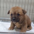 관악동물종합병원 이미지