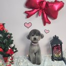 라이크어독 이미지