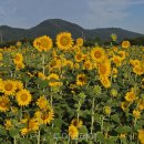 광양읍사무소 이미지