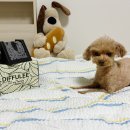 디퓨리 | 강아지 디퓨저 천연 향료 디퓨리 댕냥이 안심디퓨저 후기