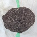 (완료)유채씨앗 판매합니다 이미지