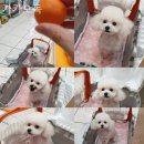 카카오독 이미지