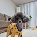 더퍼스트펫살롱 이미지