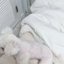 리즈애견미용 이미지