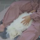 두부두부캣묭실 이미지