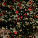 신흥동백나무군락 이미지