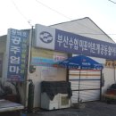 물고기 미포 이미지