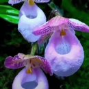 명심보감 이미지