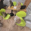 고양이 자리 | <부산> 남포동 고양이카페 다녀왔는데, 그냥 무난했던 후기