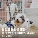 울림 반려견 교육센터 | [P&amp;M 반려견 교육센터] 몰리 보호자님의 후기