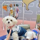 강남애견백화점 이미지