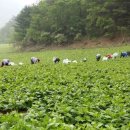 삼본농장 이미지