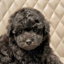 멍품 강아지분양 본점 이미지